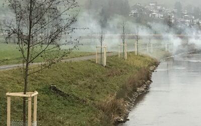Historische Alleestruktur bleibt erhalten
