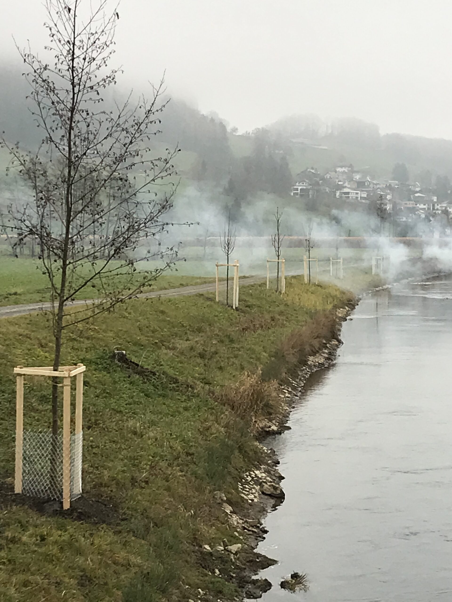 Alleebäume IMG_4452